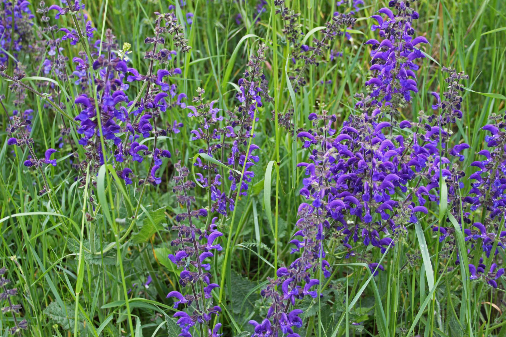 blühender Wiesensalbei