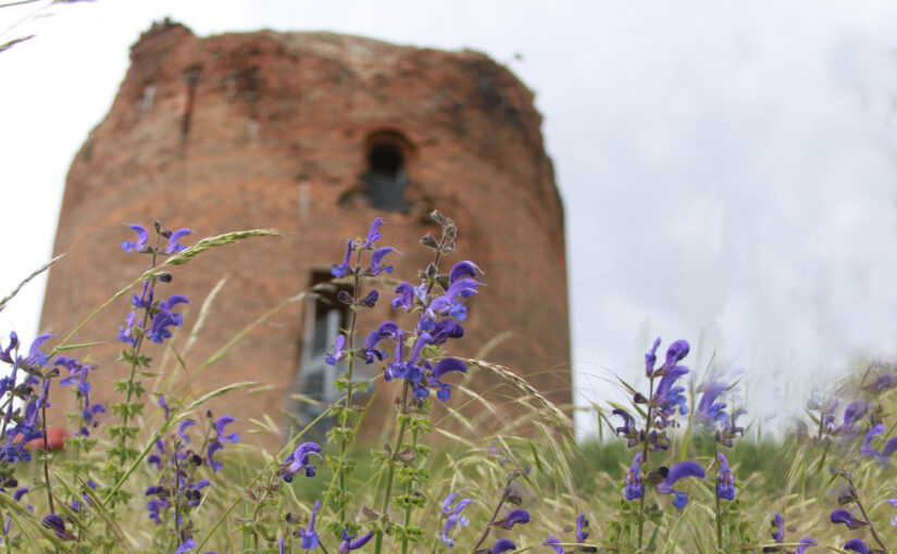 Wiesensalbei vorm Stolper Turm