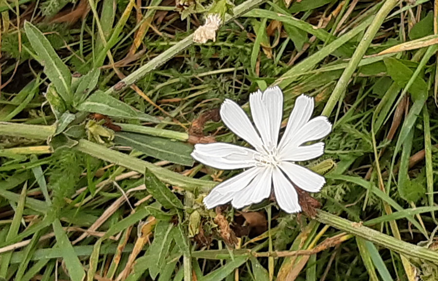 Seltene weiße Blüte der Wegwarte